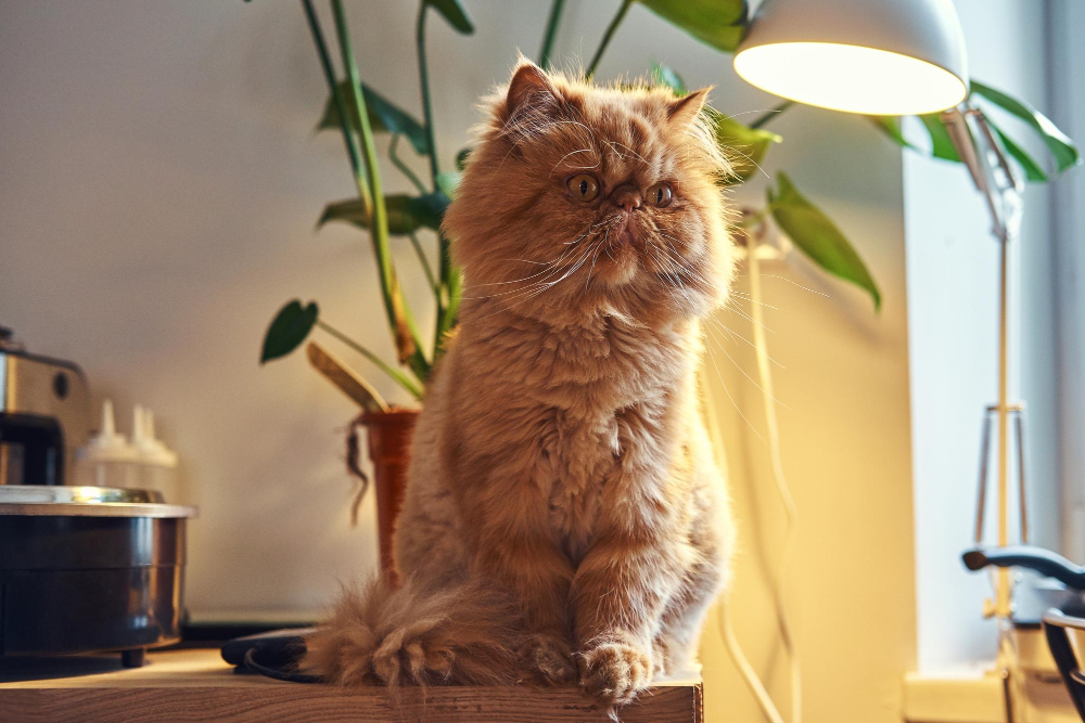 pisica persana